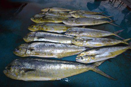 アジアマリンサービス 釣果