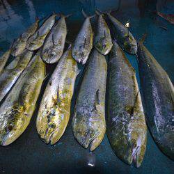 アジアマリンサービス 釣果