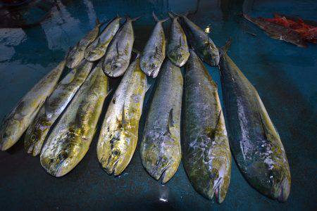 アジアマリンサービス 釣果