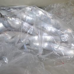 アジアマリンサービス 釣果