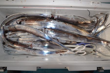 アジアマリンサービス 釣果