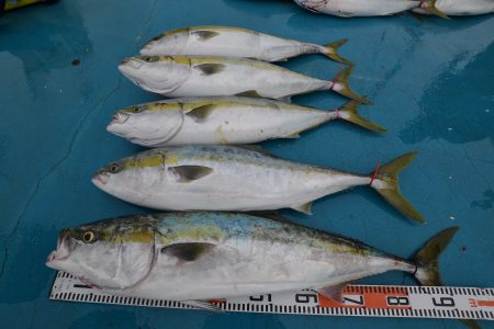 アジアマリンサービス 釣果