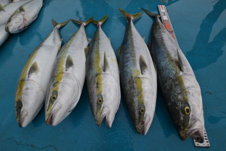 アジアマリンサービス 釣果