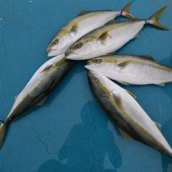 アジアマリンサービス 釣果