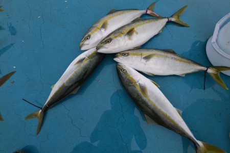 アジアマリンサービス 釣果