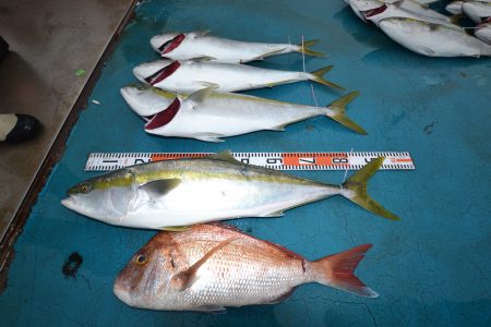 アジアマリンサービス 釣果