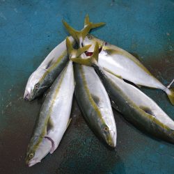 アジアマリンサービス 釣果