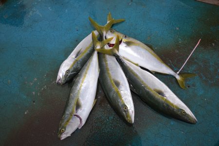 アジアマリンサービス 釣果