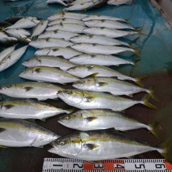 アジアマリンサービス 釣果