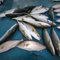 アジアマリンサービス 釣果