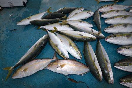 アジアマリンサービス 釣果