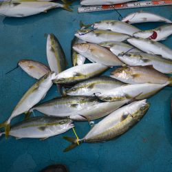 アジアマリンサービス 釣果