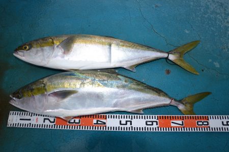 アジアマリンサービス 釣果