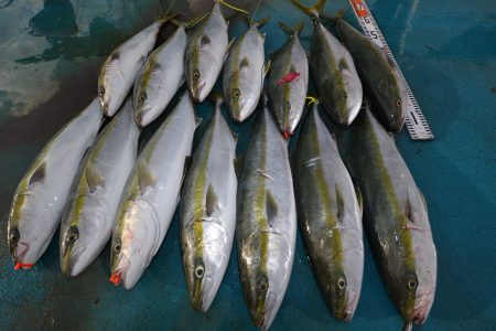 アジアマリンサービス 釣果