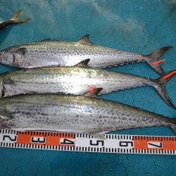 アジアマリンサービス 釣果