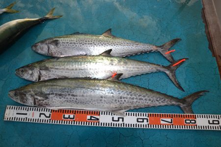 アジアマリンサービス 釣果