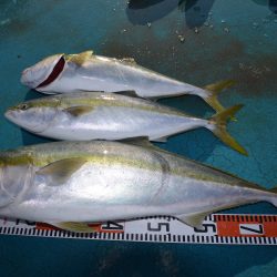 アジアマリンサービス 釣果