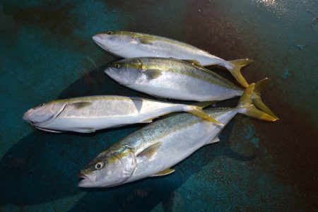 アジアマリンサービス 釣果