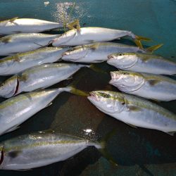 アジアマリンサービス 釣果
