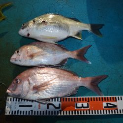 アジアマリンサービス 釣果