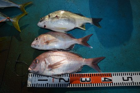 アジアマリンサービス 釣果