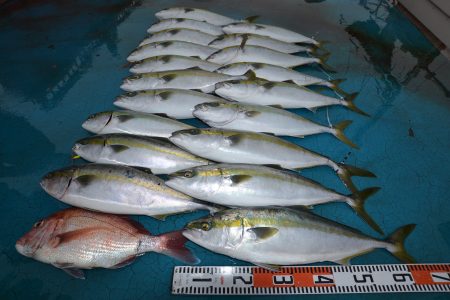 アジアマリンサービス 釣果