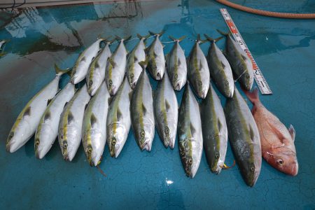 アジアマリンサービス 釣果