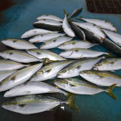 アジアマリンサービス 釣果