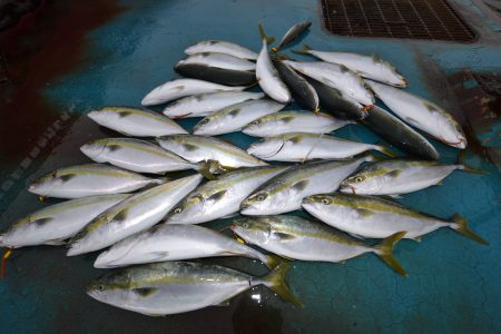 アジアマリンサービス 釣果