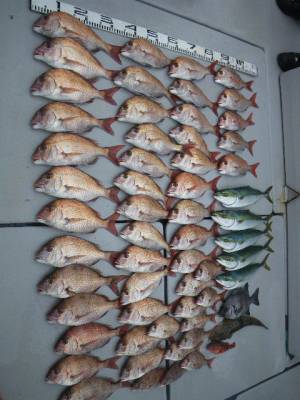 磯部釣船 直栄丸 釣果