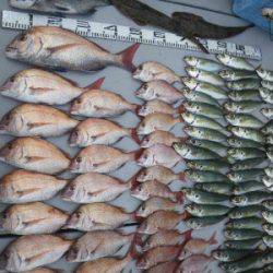 磯部釣船 直栄丸 釣果