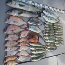 磯部釣船 直栄丸 釣果