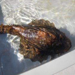 磯部釣船 直栄丸 釣果