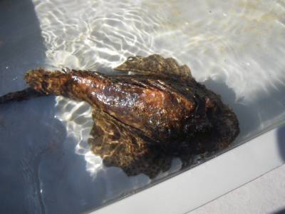 磯部釣船 直栄丸 釣果