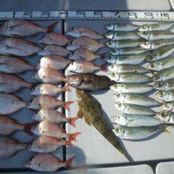 磯部釣船 直栄丸 釣果