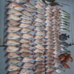 磯部釣船 直栄丸 釣果