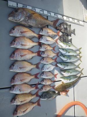 磯部釣船 直栄丸 釣果