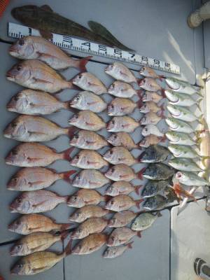 磯部釣船 直栄丸 釣果