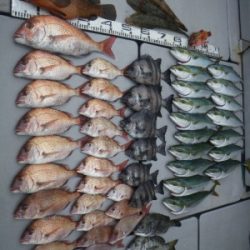 磯部釣船 直栄丸 釣果