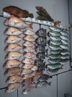 磯部釣船 直栄丸 釣果