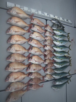 磯部釣船 直栄丸 釣果