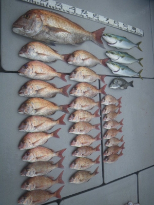 磯部釣船 直栄丸 釣果