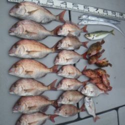 磯部釣船 直栄丸 釣果