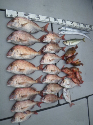 磯部釣船 直栄丸 釣果