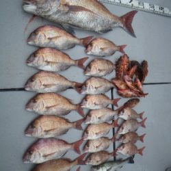 磯部釣船 直栄丸 釣果