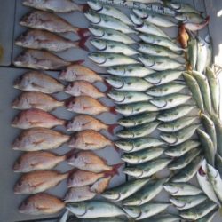 磯部釣船 直栄丸 釣果