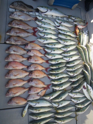 磯部釣船 直栄丸 釣果