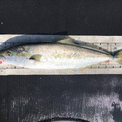 海宝丸 島根 釣果