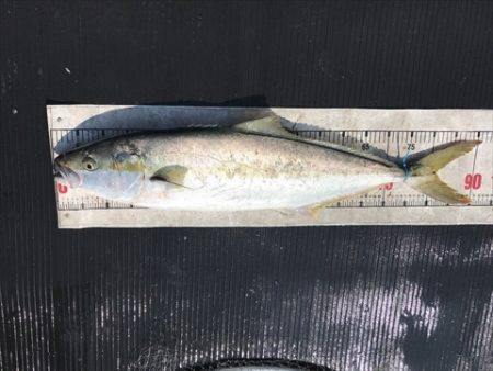 海宝丸　島根 釣果