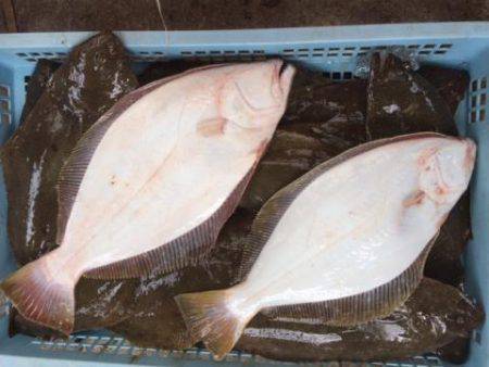 Sea Frend 片山丸 釣果